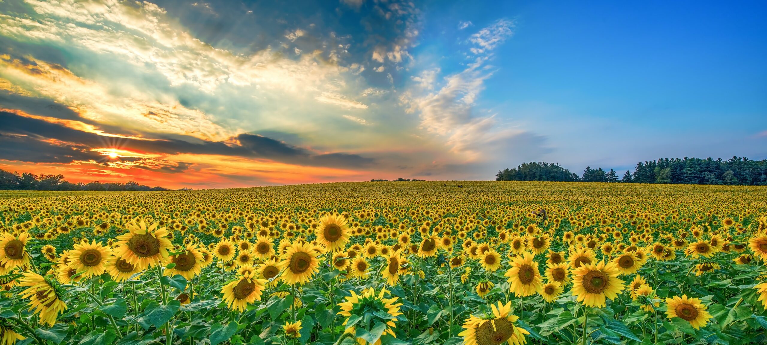 ひまわりの花