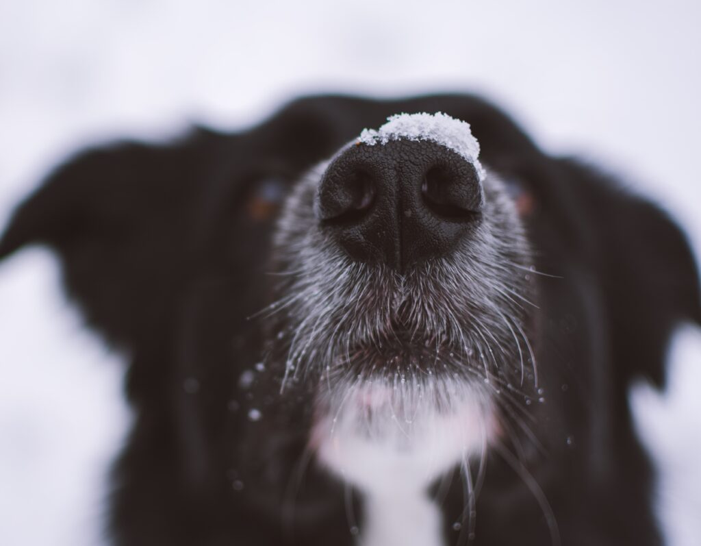 犬の鼻