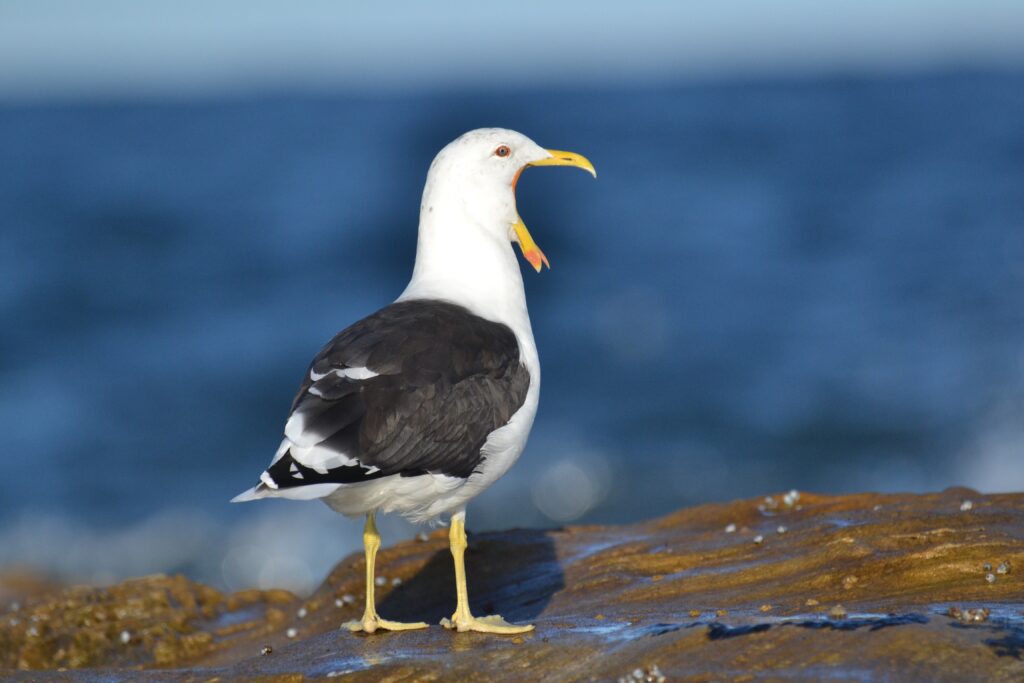 叫んでいる鳥の写真