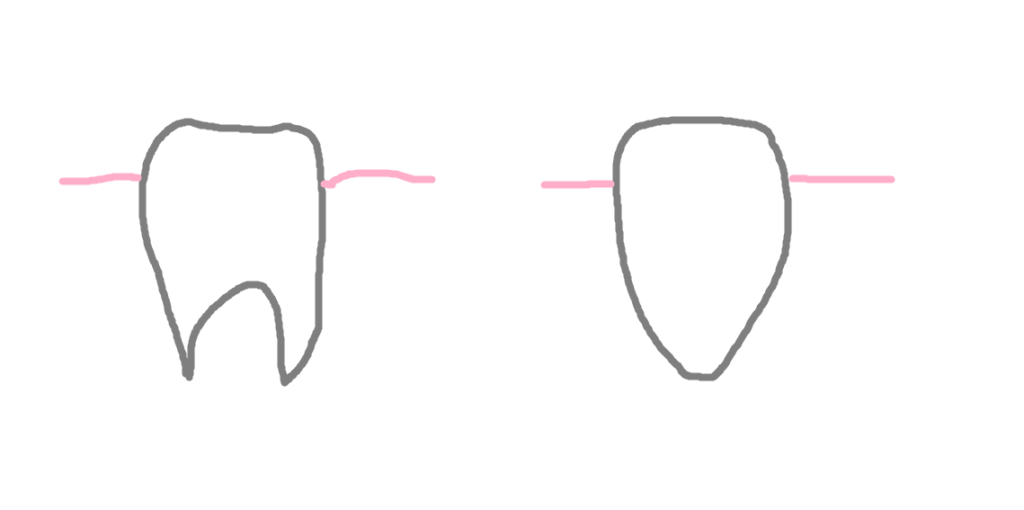 歯の根っこ